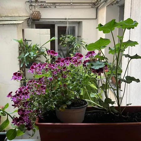 Nel Cuore Di Génova